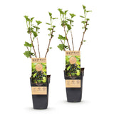 Green boutiQ - Fruitplant - Ribes nigrum Titania - Bessenplant - Winterhard - Zwarte Bes - 2 Planten - Pot 15cm - Hoogte 50cm