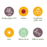 Green boutiQ - Fruitplanten - Kruisbes - Ribes uva-crispa Hinnonmaki Rod - Winterhard - 3 Planten - Pot 9 cm - Rode Bes