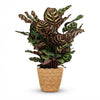 Green boutiQ - Kamerplant - Pauwenplant - Calathea Makoyana - Groen - Weinig onderhoud - 1 Plant - met Mand - Pot 19cm - Hoogte 70cm