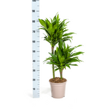 Dracaena Deremensis Green JewelØ19cm - ↕70 - 90cm