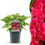 Green boutiQ - Hortensia - Hydrangea macrophylla Red - Bloem Rood - 1 Plant - Bladverliezend - Weinig Onderhoud - Pot 17cm Hoogte 30cm