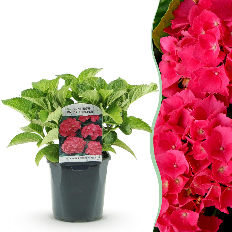 Hydrangea macrophylla Red – 30 cm hoog