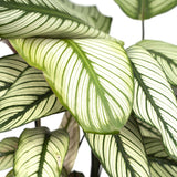 Calathea Whitestar - Pauwenplant - Ø19cm - ↕50cm