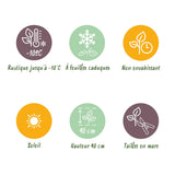 Green boutiQ - Grassen - Imperata cylindrica Red Baron - Japans bloedgras - Rode uitlopers - Rood - 1 Plant - Pot 11cm - Hoogte 15-25cm