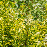 Green boutiQ - 8x Ligustrum ovalifolium Aureum - Bontbladige Liguster - Haagplanten - Groenblijvend - Bont - Pot 9cm - Hoogte 35-45cm