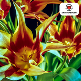 Tulpenbollen Fire Wings — rood-geel gevlamd, 20 stuks (maat 11/12)
