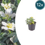 12x Helleborus niger - ↕10-25cm - Ø9cm