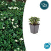 12x Potentilla tridentata 'Nuuk' - ↕10-25cm - Ø9cm