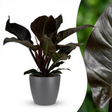 Green boutiQ - Kamerplant - Philodendron - Philodendron Imperial Red - Rood - Weinig onderhoud - 1 Plant - met Potter Grijs - Pot 19cm - Hoogte 60cm