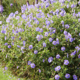24x Geranium Rozanne - ↕10-25cm - Ø9cm