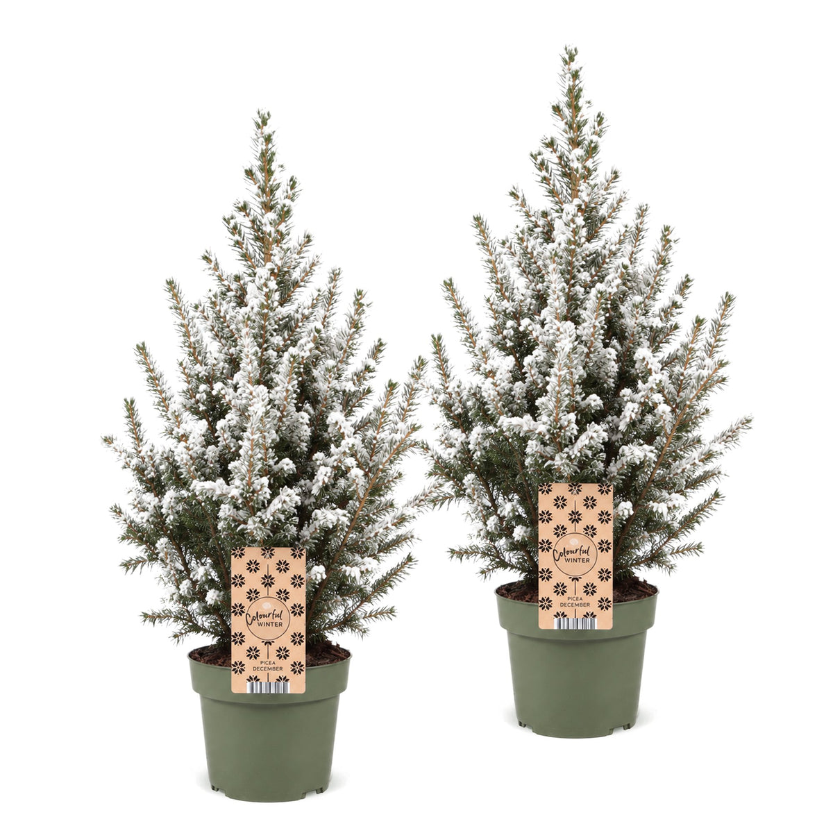 Set van 2 — Kegelspar kerstboom besneeuwd — Ø17 cm, 65 cm hoog