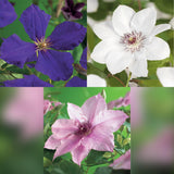 Green boutiQ - Klimplant - Clematis Tricolour- Bloem Roze Wit Paars - Weinig onderhoud - 3 planten - Pot 11cm Hoogte 40cm