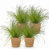 Green boutiQ - Kamerplant - Cyperus alternifolius Zumula - Kattengras - Huisdiervriendelijke Plant - Groen - 4 Planten - met Mand - Pot 12cm - Hoogte 20cm
