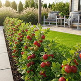 Green boutiQ - Fruitplanten - Kruisbes - Ribes uva-crispa Hinnonmaki Rod - Winterhard - 3 Planten - Pot 9 cm - Rode Bes