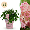 Green boutiQ - Tuinplant - Hydrangea panniculata Groundbreaker Blush - Pluimhortensia - Winterhard - Roze - 4 Planten - Pot 14cm - Hoogte 20-25cm