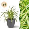Green boutiQ - Kamerplant - Chlorophytum comosum Variegatum - Bonte Graslelie - Huisdiervriendelijke Plant - Groen - 4 Planten - met Potter Grijs - Pot 12cm - Hoogte 20cm