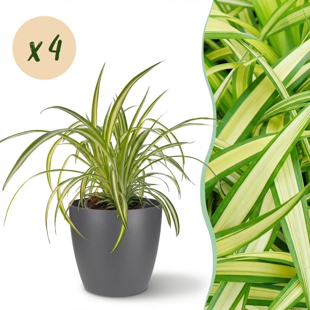 Green boutiQ - Kamerplant - Chlorophytum comosum Variegatum - Bonte Graslelie - Huisdiervriendelijke Plant - Groen - 4 Planten - met Potter Grijs - Pot 12cm - Hoogte 20cm
