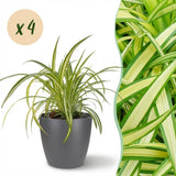 Green boutiQ - Kamerplant - Chlorophytum comosum Variegatum - Bonte Graslelie - Huisdiervriendelijke Plant - Groen - 4 Planten - met Potter Grijs - Pot 12cm - Hoogte 20cm