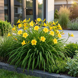 Green boutiQ - Vasteplant - Hemerocallis Stella d'Oro - Daglelie - Bijen en Vlinderlokkers - Geel - 1 Plant - Pot 11cm - Hoogte 15-25cm