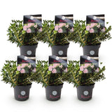 Green boutiQ - Dwerg Rhododendron - Rhododendron Bloombux Light Pink - Bloeiende Buxus - Weinig Onderhoud - Licht Roze Bloem - 6 Planten - Pot 17cm - Hoogte 30-40cm