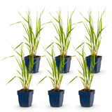 Green boutiQ - Grassen - Molinia caer. Heidebraut - Pijpestrootje - Met Pluim - Groen - 6 Planten - Pot 11cm - Hoogte 15-25cm