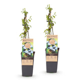 Green boutiQ - Fruitplant - Vaccinium corymbosum Bluecrop - Bosbes - Winterhard - Blauwe Bes - 2 Planten - Pot 15cm - Hoogte 50cm