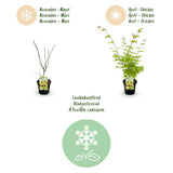 Green boutiQ - Terrasplant - Japanse Esdoorn - Acer palmatum Summergold - Geel - 1 Plant - Bladverliezend - Pot 19cm Hoogte 70cm