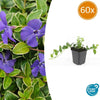 60x Vinca minor 'Argenteovariegata' - ↕10-25cm - Ø9cm