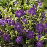 24x Vinca minor 'Atropurpurea', - ↕10-25cm - Ø9cm