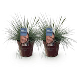 Green boutiQ - Siergrassen - Festuca glauca Intense Blue- Blauw - 2 Planten - Bladhoudend - Weinig Onderhoud - Pot 17cm Hoogte 50cm