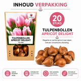 Tulpenbollen Apricot Delight — abrikoosroze tulp, 20 stuks (maat 11/12)