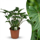 Green boutiQ - Kamerplant - Philodendron - Philodendron Xanadu - Groen - Weinig onderhoud - 1 Plant - Pot 19cm - Hoogte 60cm
