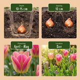 12x Tulipa Striped Crown - Gestreepte Kroon Tulp - Diversen - Voorjaarsbloeier - Bolmaat 11/12