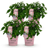 Green boutiQ - Tuinplant - Hydrangea panniculata Groundbreaker Blush - Pluimhortensia - Winterhard - Roze - 4 Planten - Pot 14cm - Hoogte 20-25cm