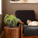 Green boutiQ - Kamerplant - Chlorophytum comosum Bonnie - Krullende Graslelie - Huisdiervriendelijke Plant - Groen - 4 Planten - met Potter Grijs - Pot 12cm - Hoogte 20cm