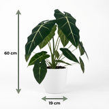 Green boutiQ - Kamerplant - Olifantsoor - Alocasia Frydek - Groen - Weinig onderhoud - 1 Plant - met Potter Wit - Pot 19cm - Hoogte 60cm