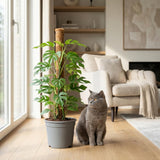 Green boutiQ - Kamerplant - Mini Gatenplant - Monstera Minima Mosstok - Groen - Weinig onderhoud - 1 Plant - met Potter Grijs - Pot 19cm - Hoogte 90cm