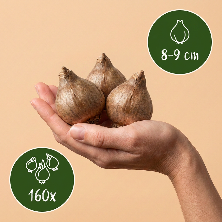 Zomerklokjesbollen Aestivum — wit, 160 stuks (bolmaat 8/9)
