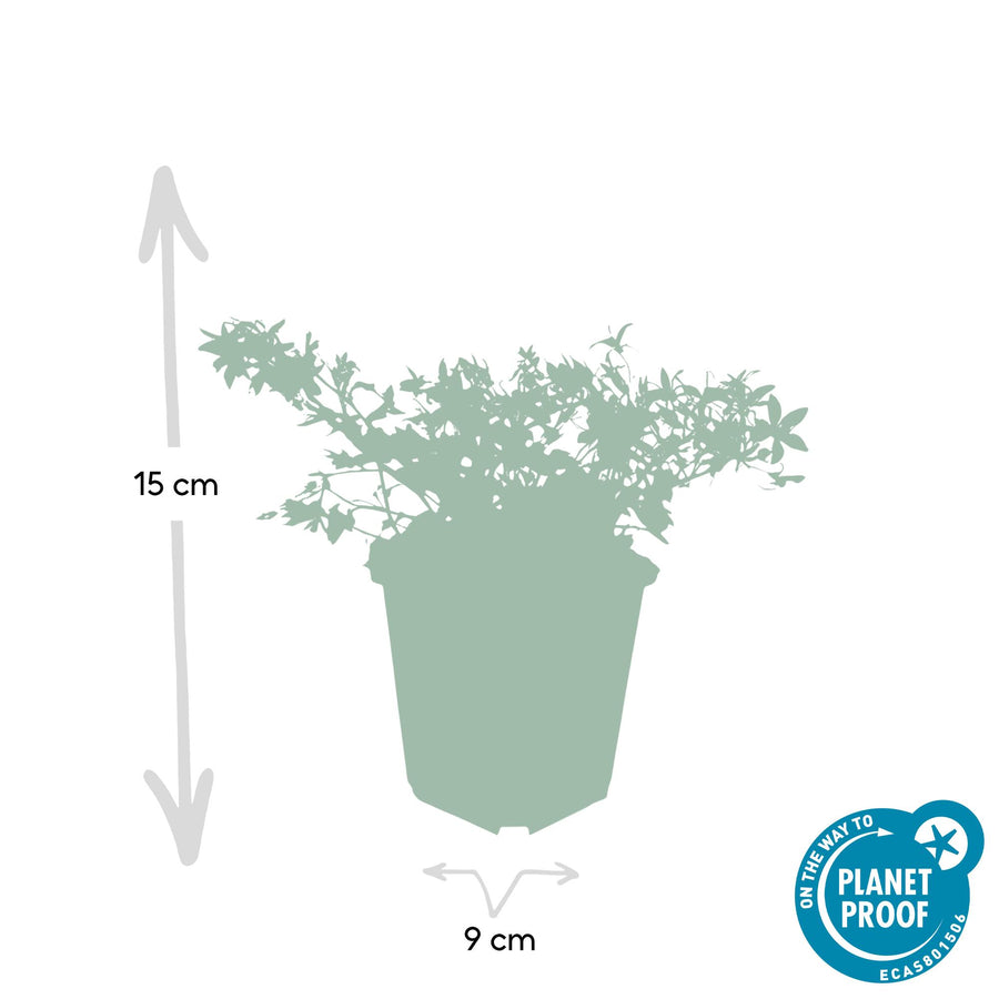 Campanula poscharskyana 'Stella' – 12 planten · pot Ø9 cm · 10-25 cm hoog (foto 2)