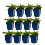 Green boutiQ - Vasteplant - Phlox Rosette - Vlambloem - Bodembedekkend - Roze - 12 Planten - Pot 11cm - Hoogte 15-25cm