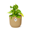 Philodendron Scandens ‘Brasil’ in ELHO Vibes Fold 14cm geel