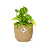 Philodendron Scandens ‘Brasil’ in ELHO Vibes Fold 14cm geel