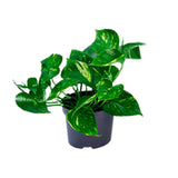 Epipremnum Aureum- Ø12cm - ↕20cm