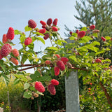 Green boutiQ - Fruitplant - Taybes - Rubus Tayberry- Rode Vrucht - 2 planten -Pot 11cm Hoogte 40cm