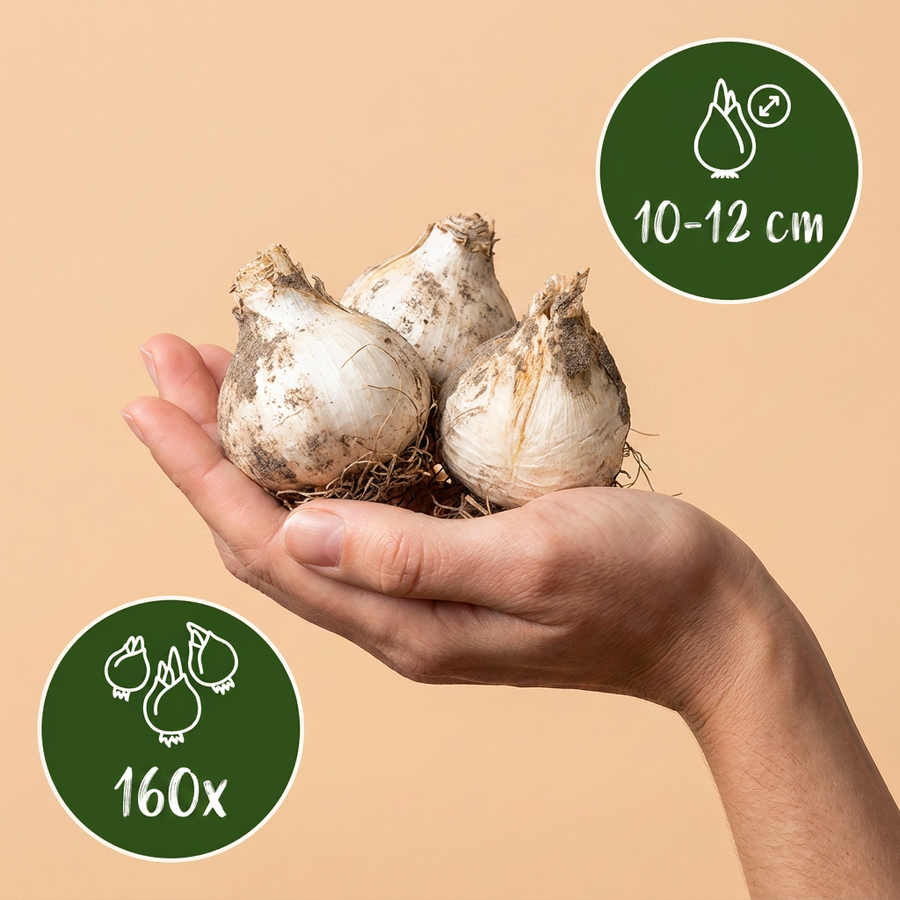Alliumbollen Siculum — crème en roze, 160 stuks (bolmaat 10/12)