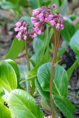 12x Bergenia cordifolia 'Herbstblüte'- ↕10-25cm - Ø9cm