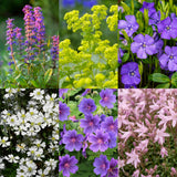 Green boutiQ - Vasteplant - Borderpakket - Bodembedekend - Diversen - Soorten en kleuren - 6 Planten - Pot 11cm - Hoogte 15-25cm