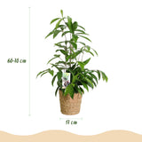 Green BoutiQ - Green is... Kamerplanten - Dracaena surculosa - Drakenbloedboom - Weinig onderhoud - met mand - Groen - 2 Planten - Pot 17cm - Hoogte 60-70cm