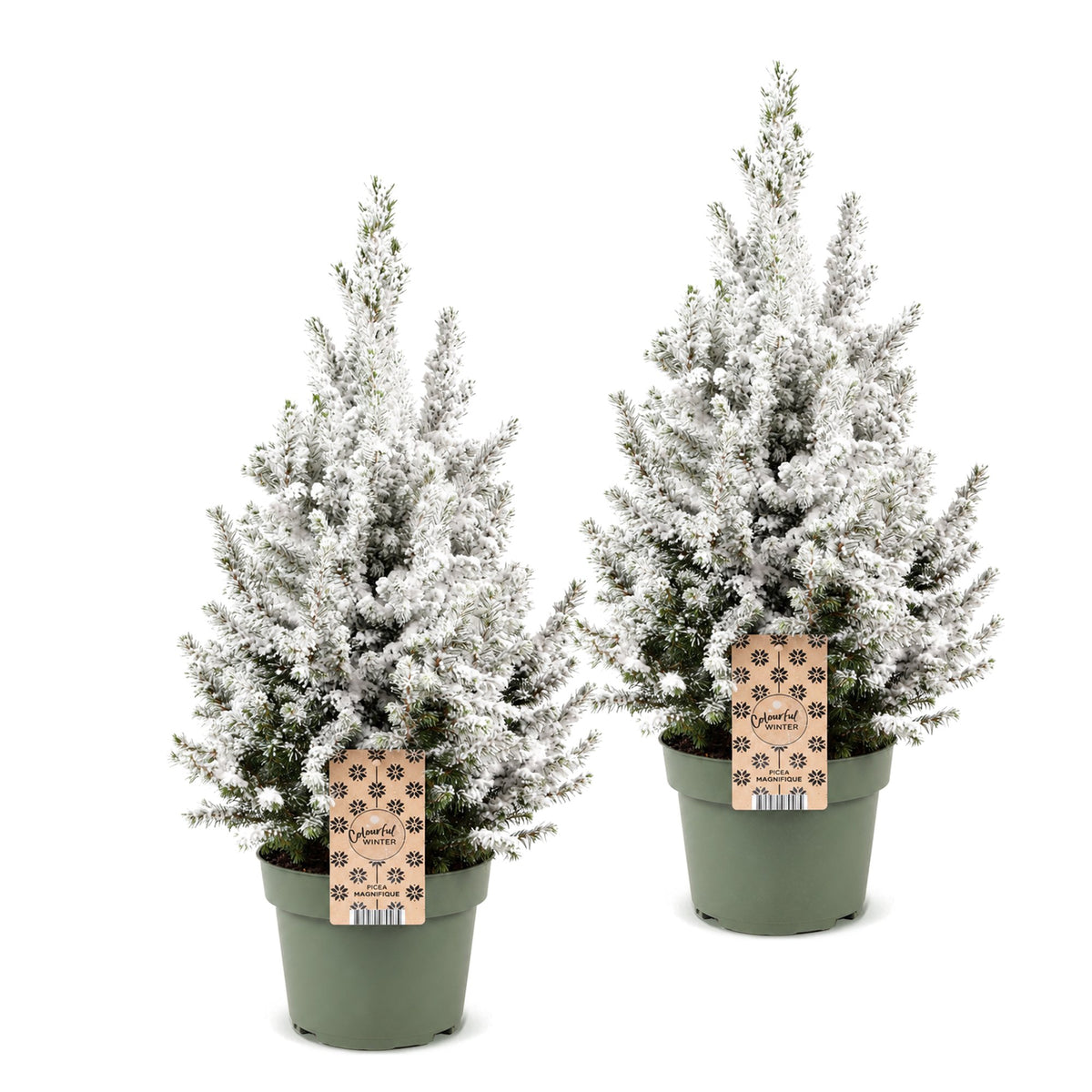 Set van 2 — Kegelspar kerstboom besneeuwd — Ø19 cm, 65 cm hoog
