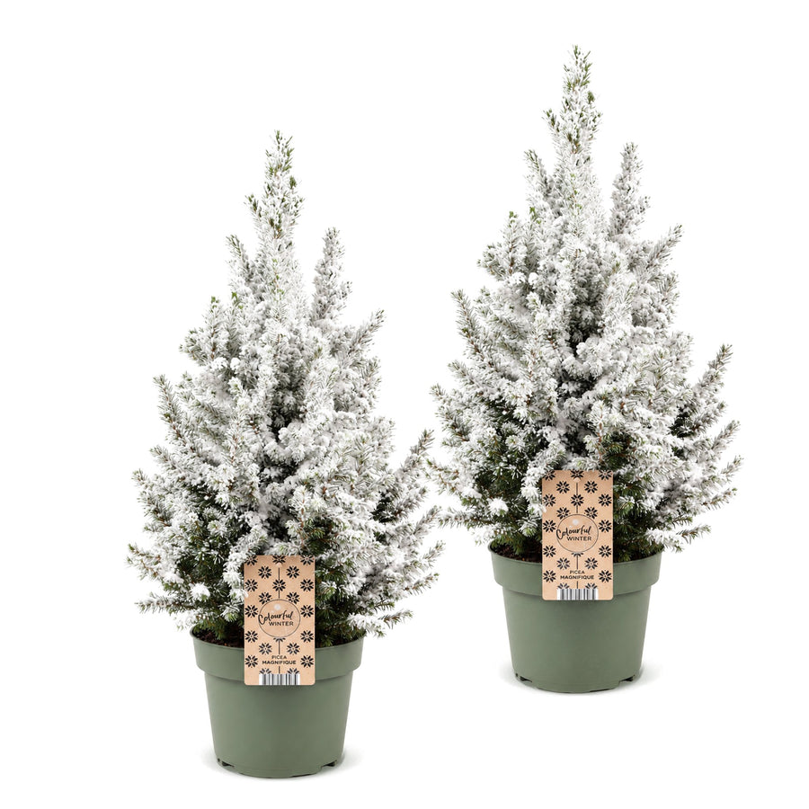 Set van 2 – Pot Ø19 cm · 65 cm hoog · Kegelspar kerstboom besneeuwd (foto 2)